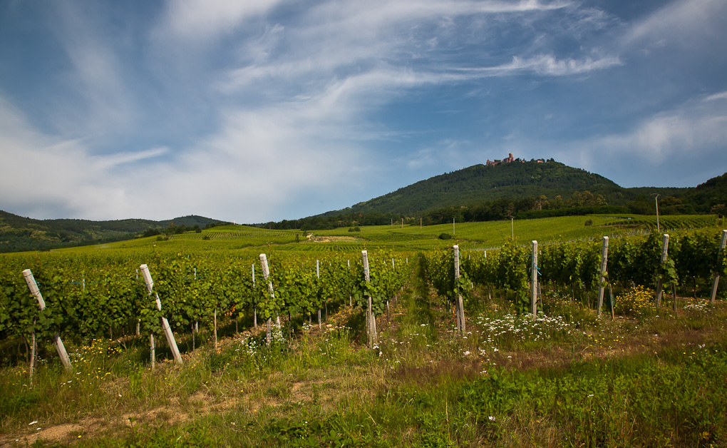 Haut-Koenigsbourg